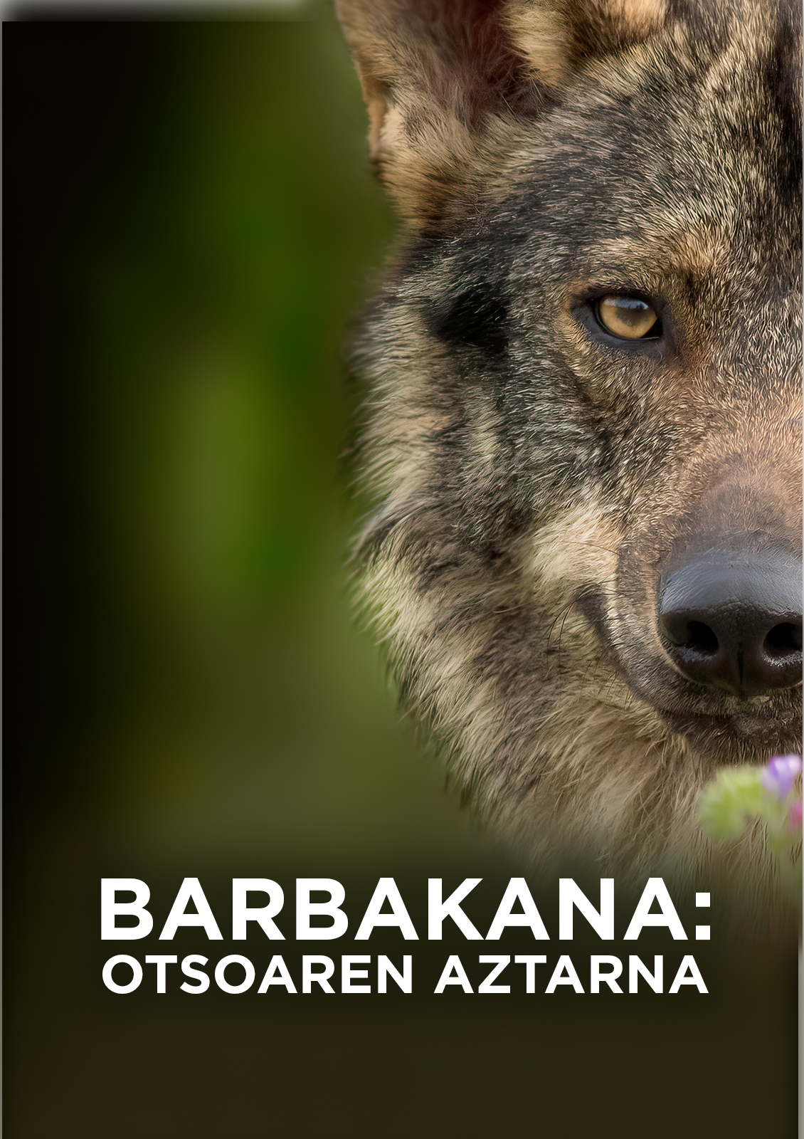 Barbakana, otsoaren aztarna