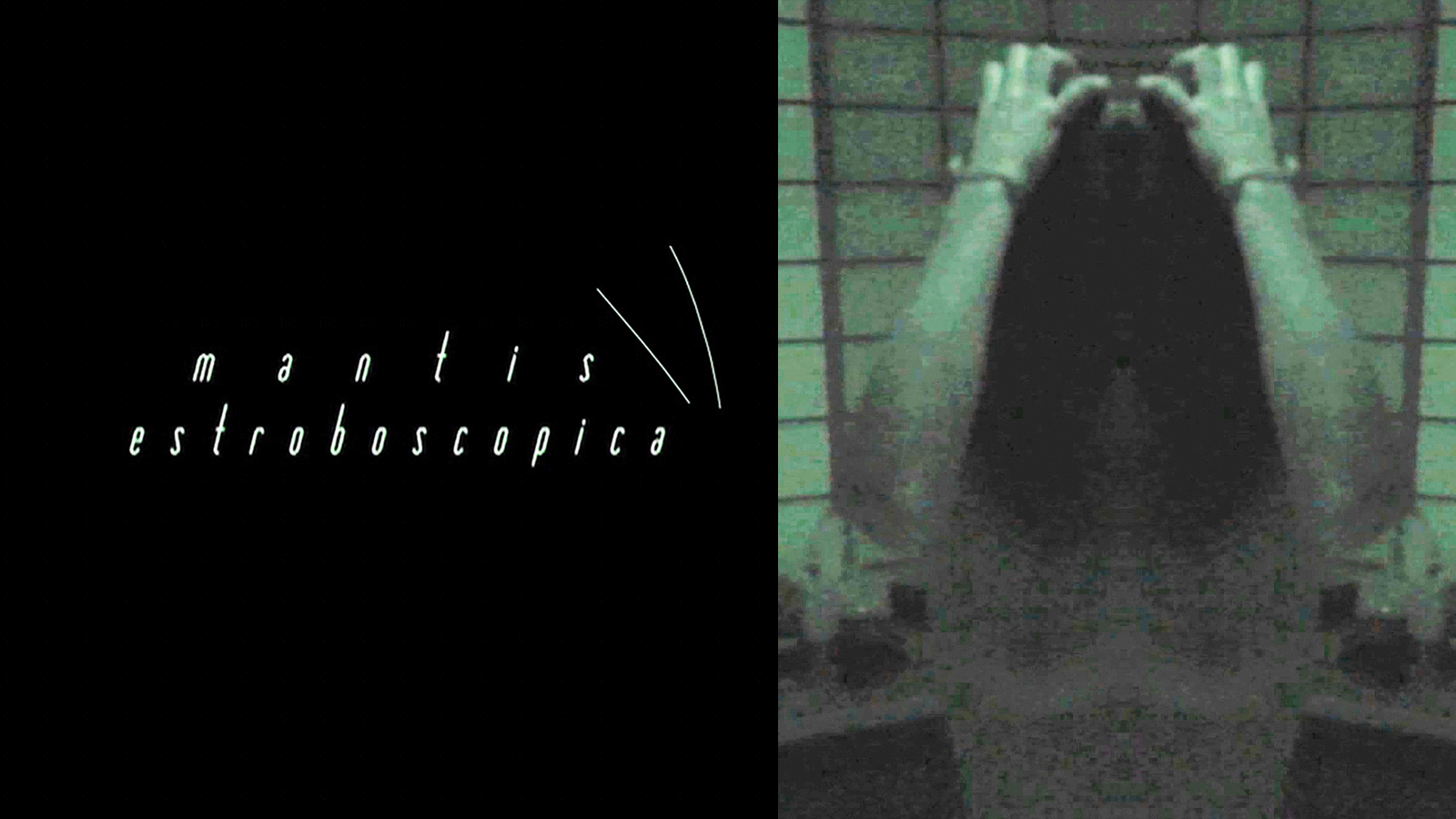 Mantis estroboscópica