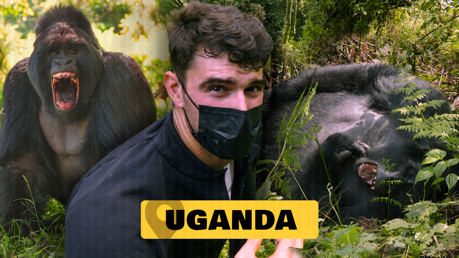 5. Egundoko topaketa mendiko gorilekin