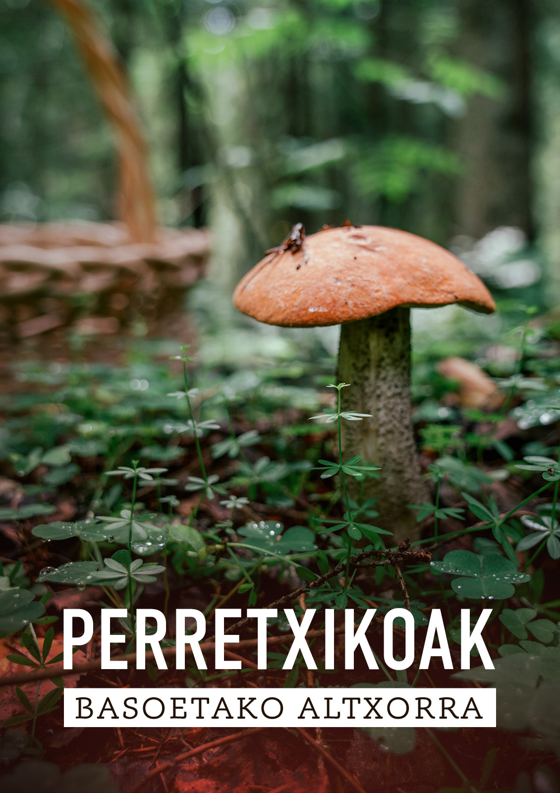 Perretxikuak. Basoetako altxorra