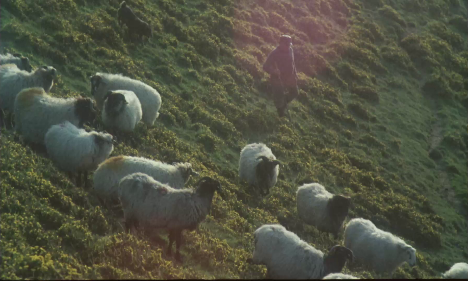 14 Zuberoako artzainak