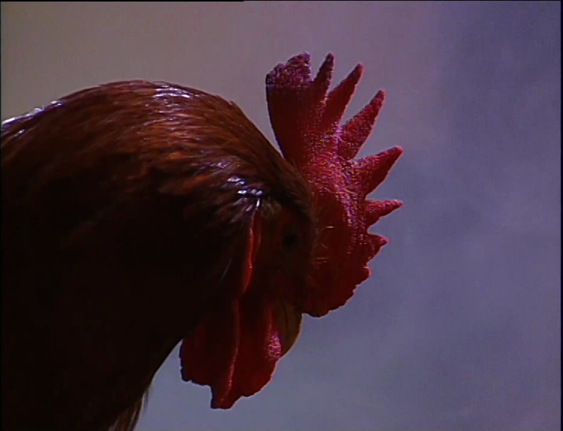 D1: 89. Nirea da errua