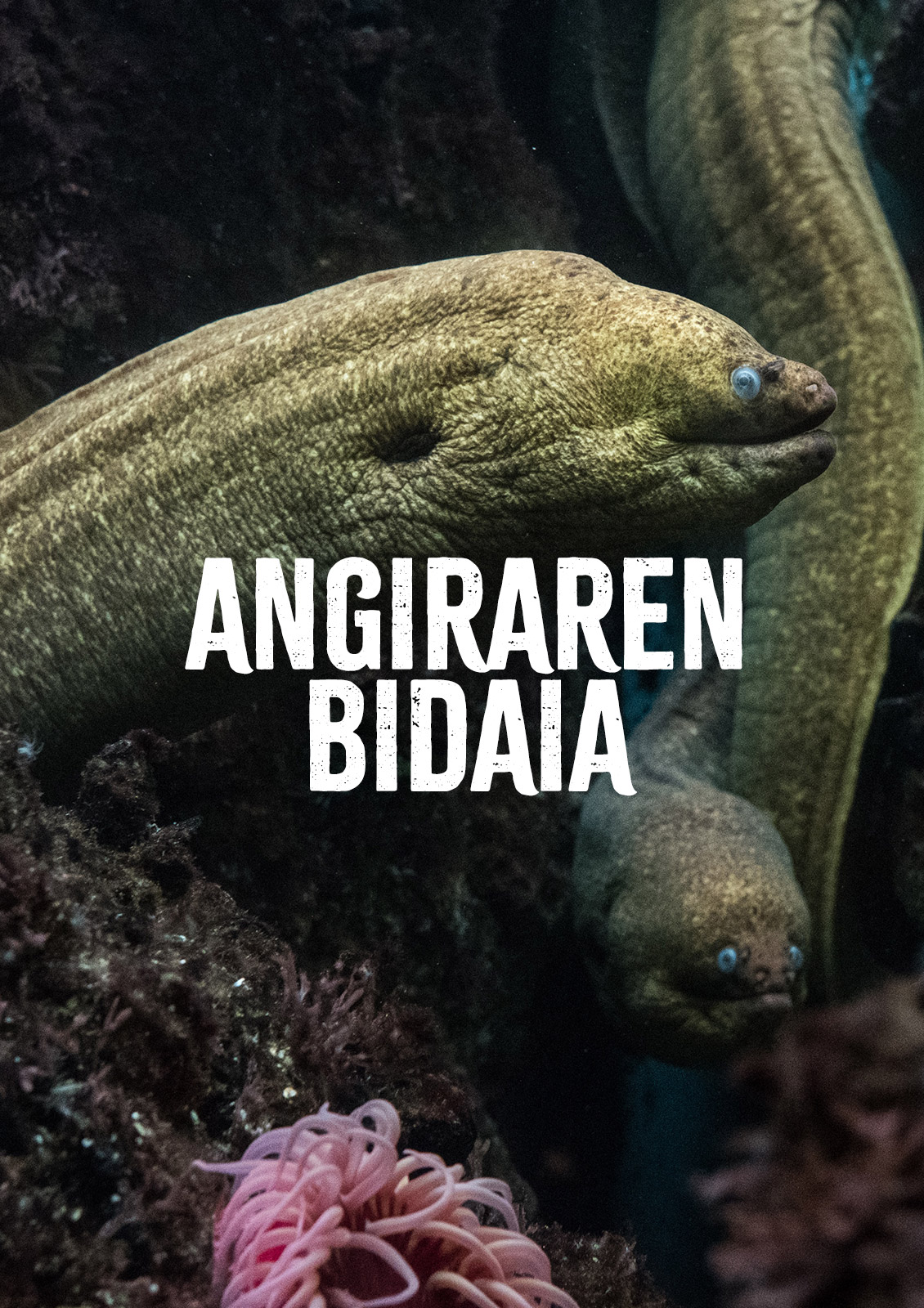 Aingiraren Bidaia
