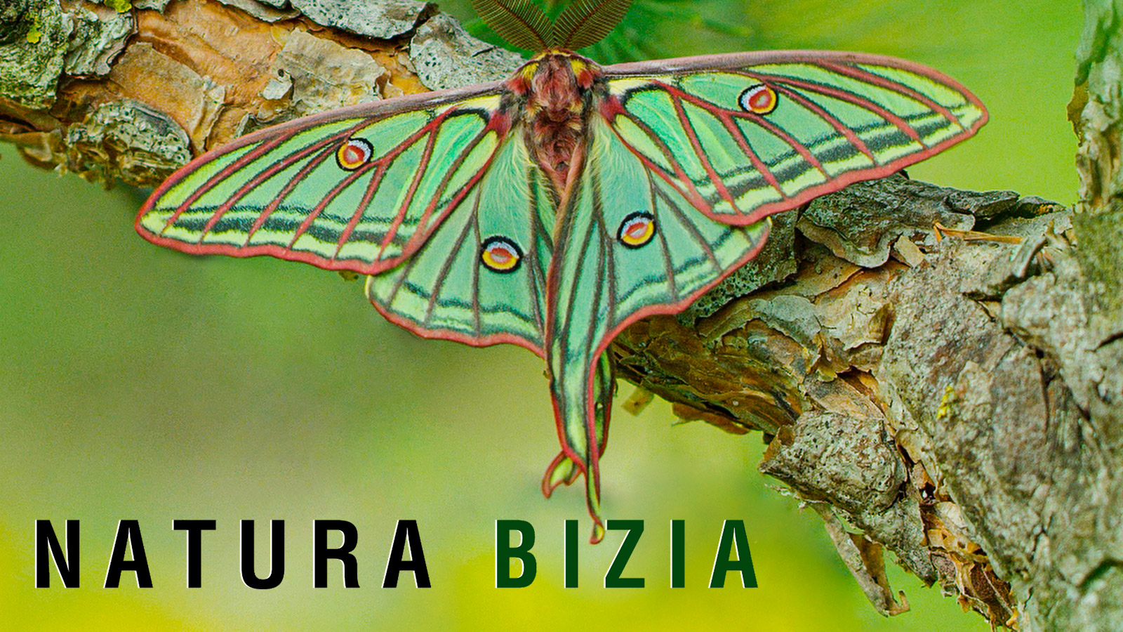 Natura bizia